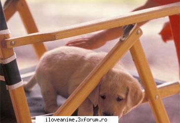 Poze - Aici punem poze cu animale - Animale